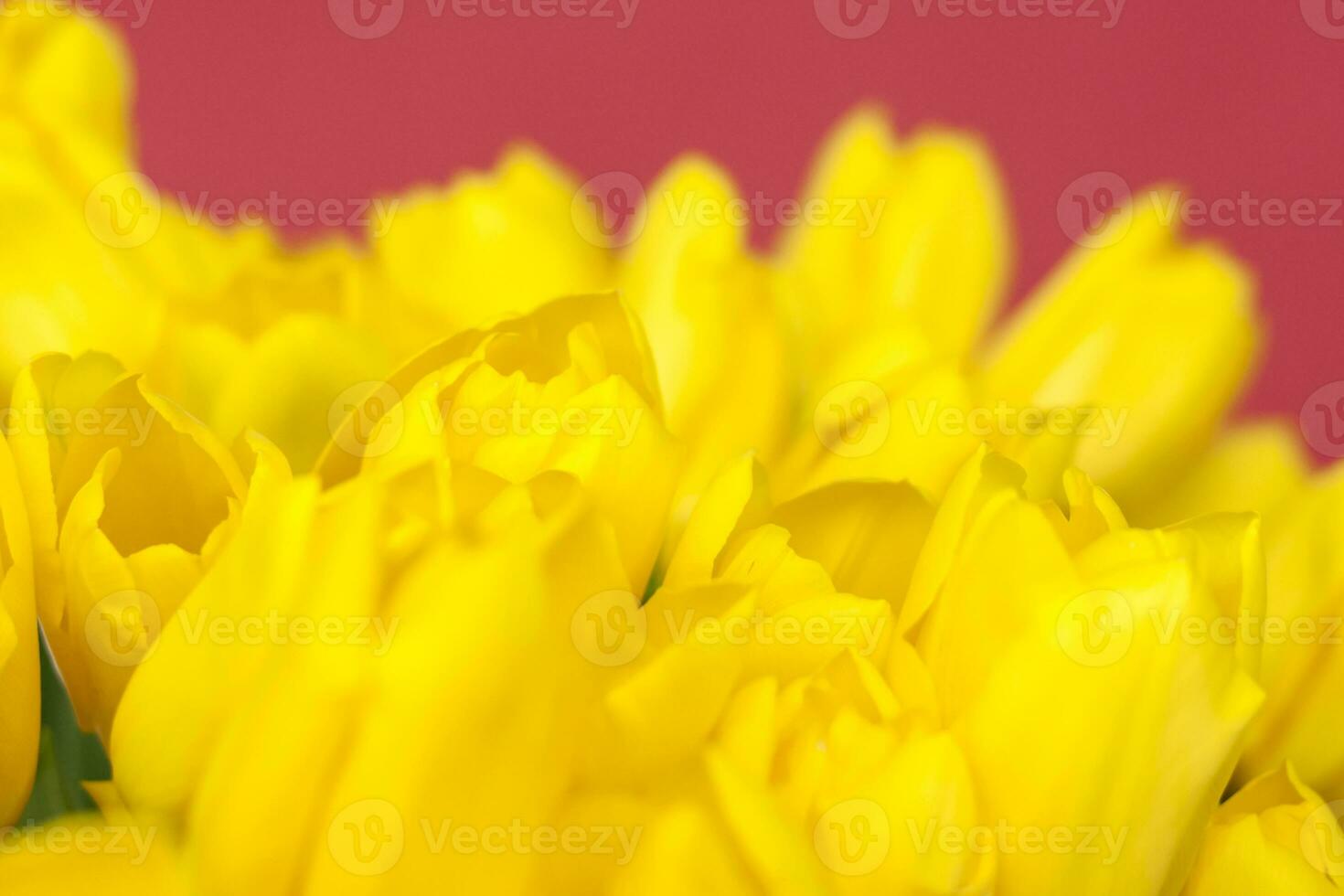 un bouquet de tulipes jaunes fraîches sur fond rouge. fleurs de printemps. le concept de printemps ou de vacances, 8 mars, journée internationale de la femme, photo