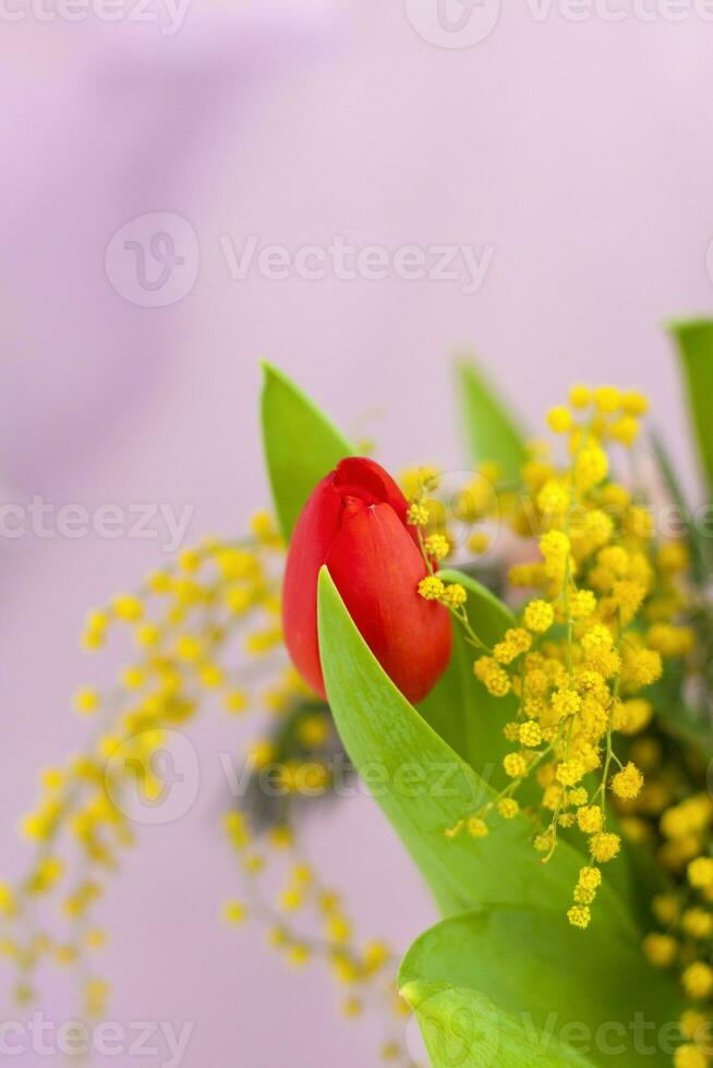 brillant printemps bouquet sur une rose background.white et rouge tulipes, délicat mimosa-printemps ambiance. printemps salutation carte pour de la mère journée ou aux femmes jour, la Saint-Valentin journée. photo