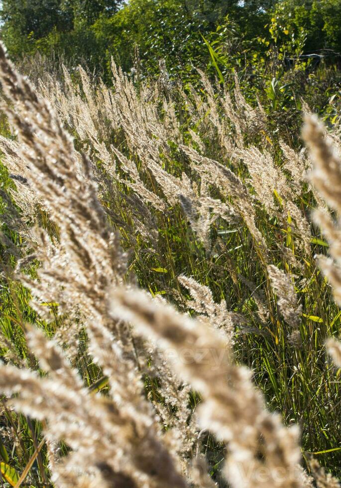 duveteux sauvage fleur les plantes magnifique image sur votre bureau photo