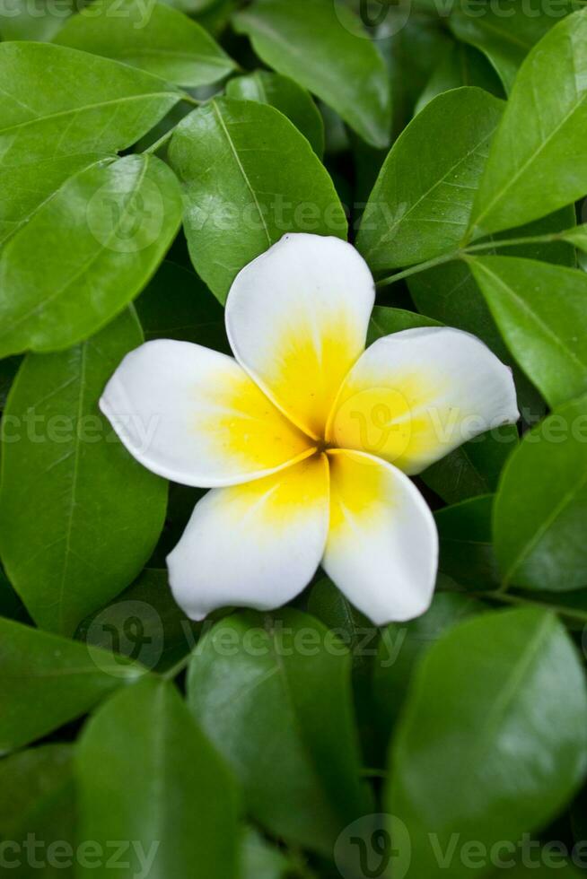 frangipanier fleurs avec vert feuilles. photo