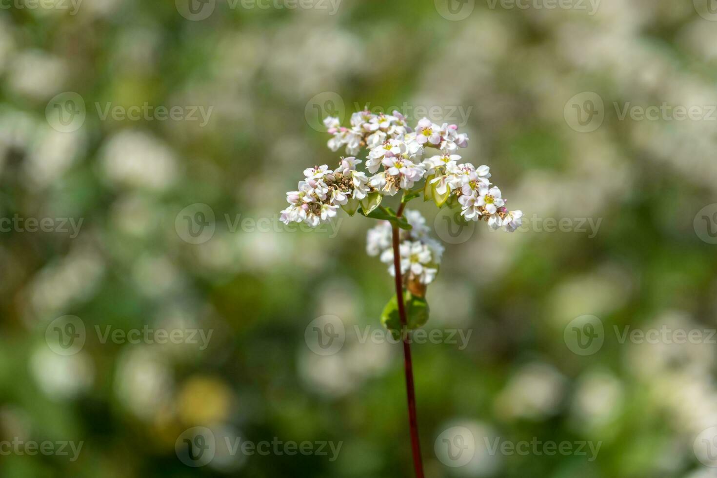 champ de blanc sarrasin fleurs photo