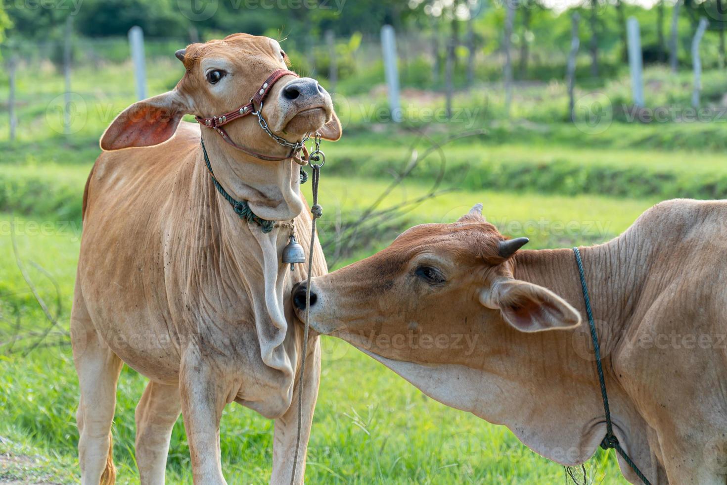 la vache brune dans le pâturage aidait à nettoyer la fourrure pour l'autre vache mise au point sélective mise au point douce photo