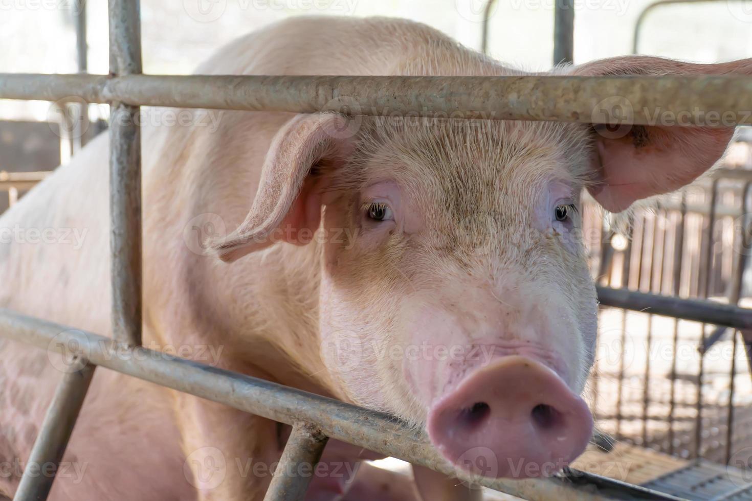 gros plan de porcs reproducteurs dans une cage à la ferme mise au point sélective soft focus photo