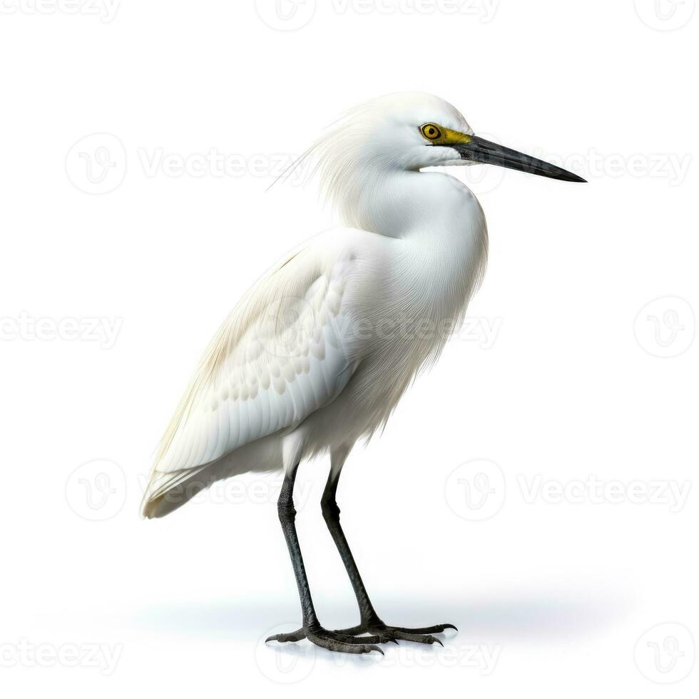 hiver neigeux aigrette isolé sur blanc Contexte photo