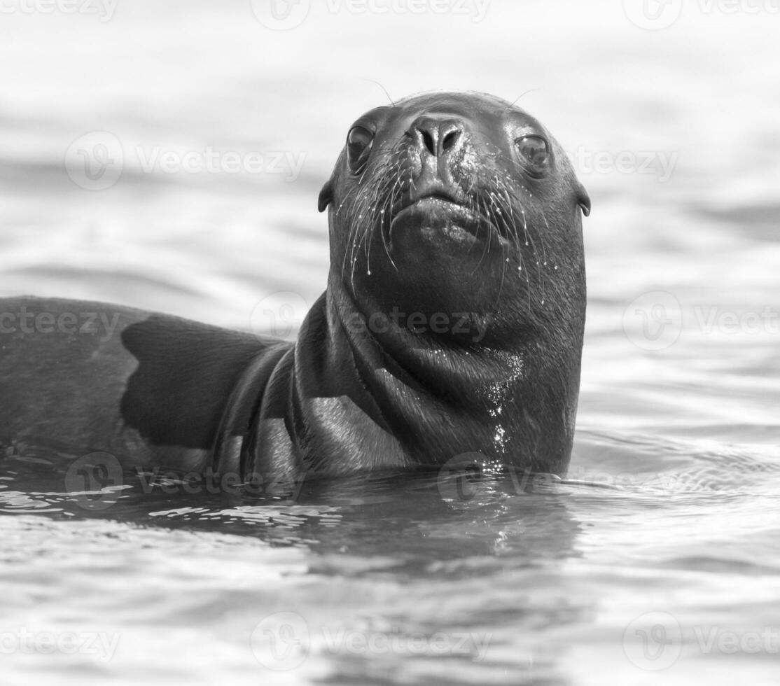 mer les Lions portrait photo