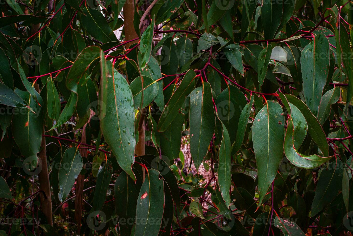 eucalyptus feuille proche en haut photo