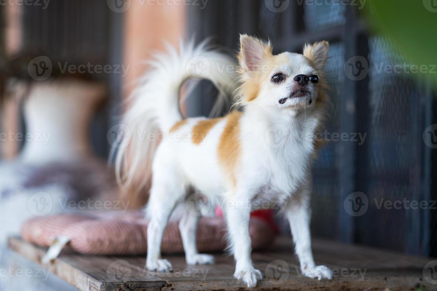 Chien chihuahua poil long sur table photo