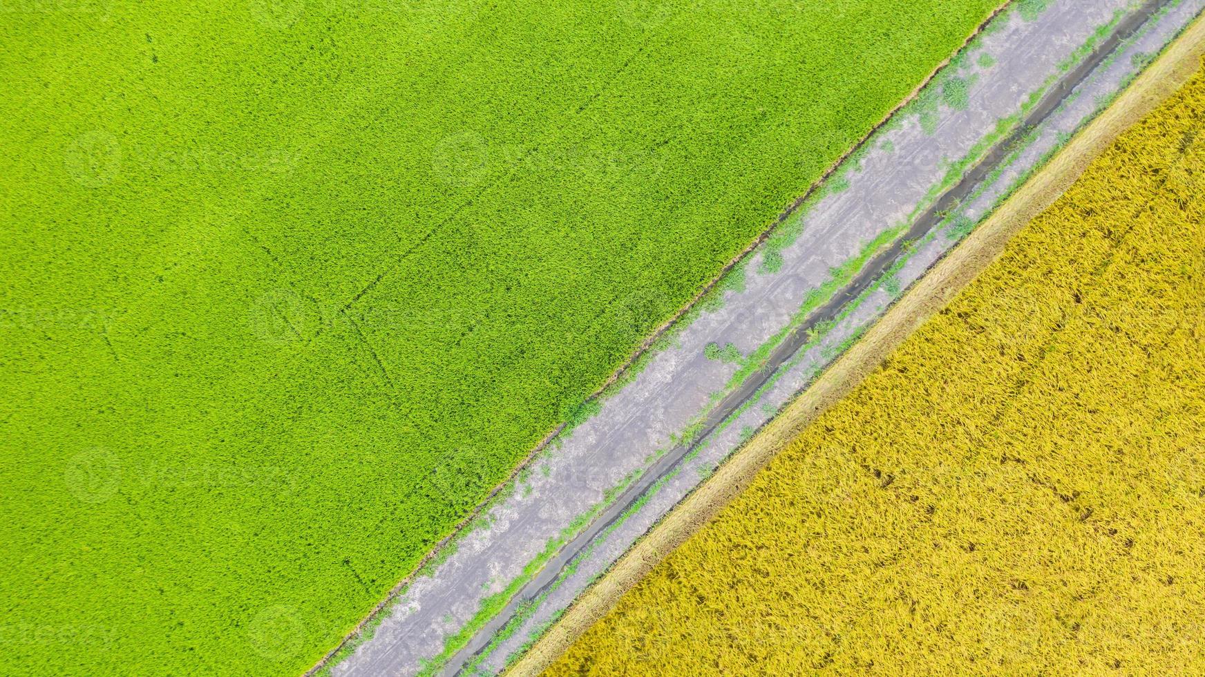 vue aérienne de dessus du champ de riz vert et jaune d'en haut photo