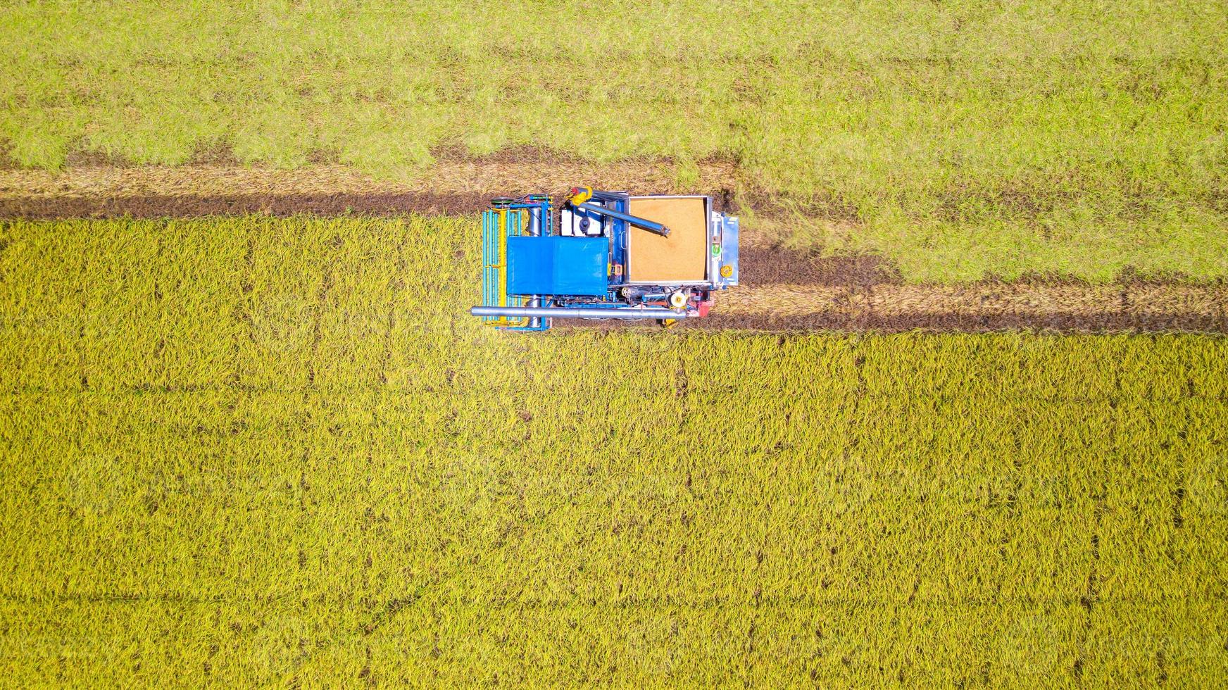 Vue aérienne de dessus de la machine de récolte travaillant dans une rizière d'en haut photo