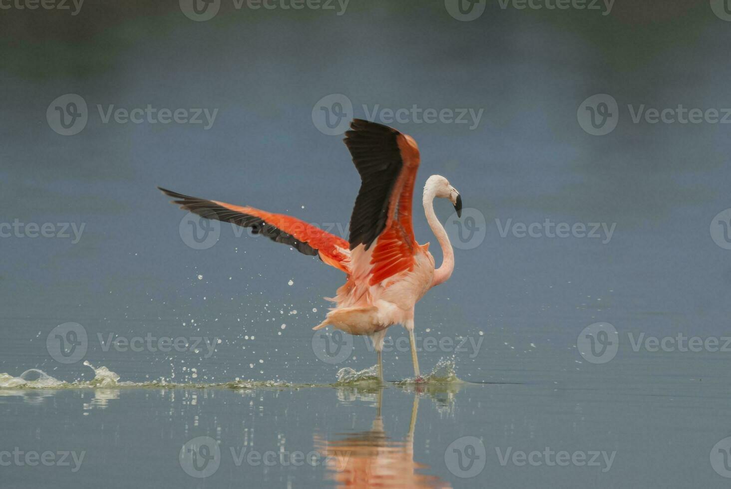 une flamant est permanent dans le l'eau avec ses ailes propager photo