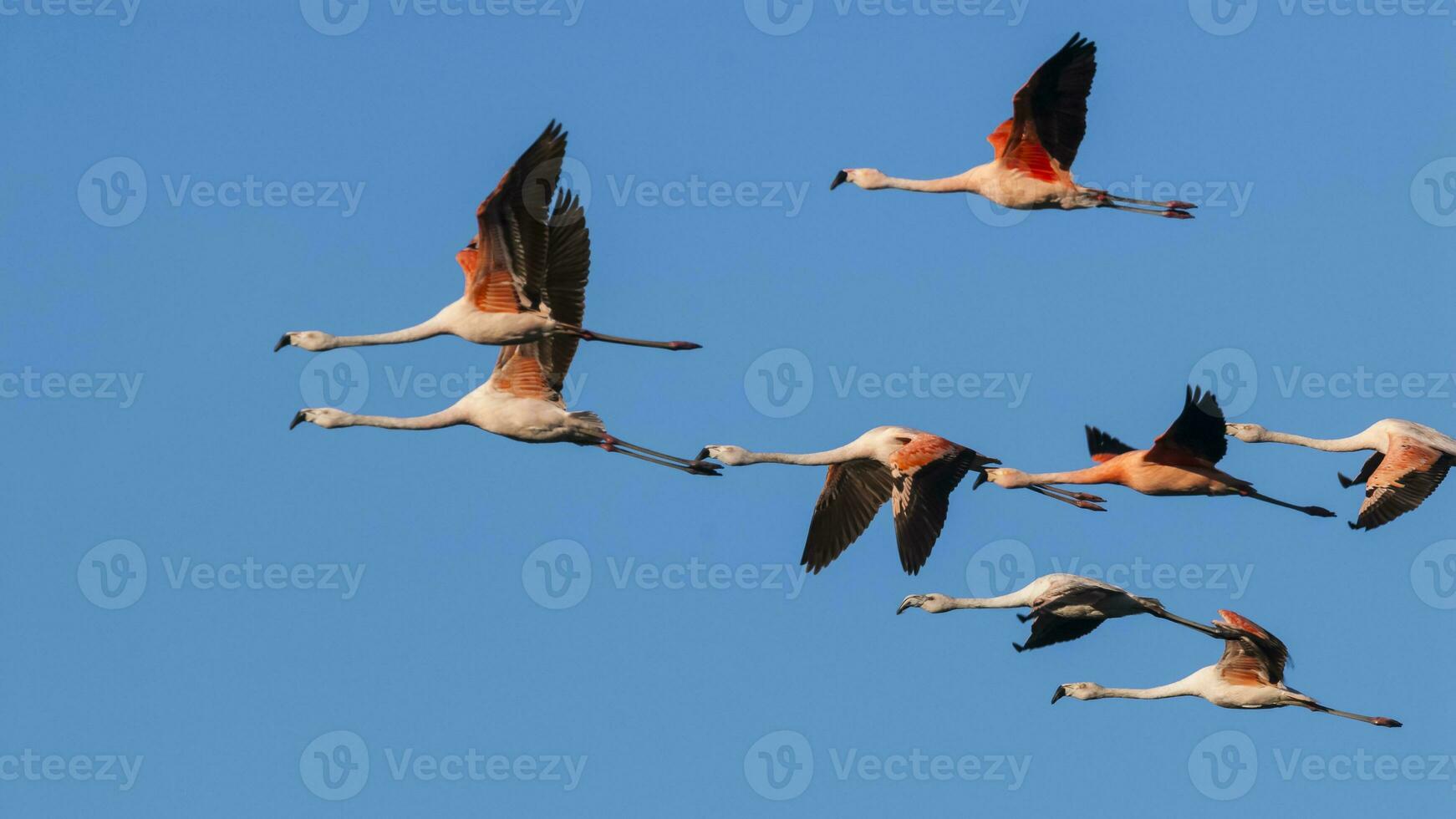 une troupeau de flamants roses en volant dans le ciel photo