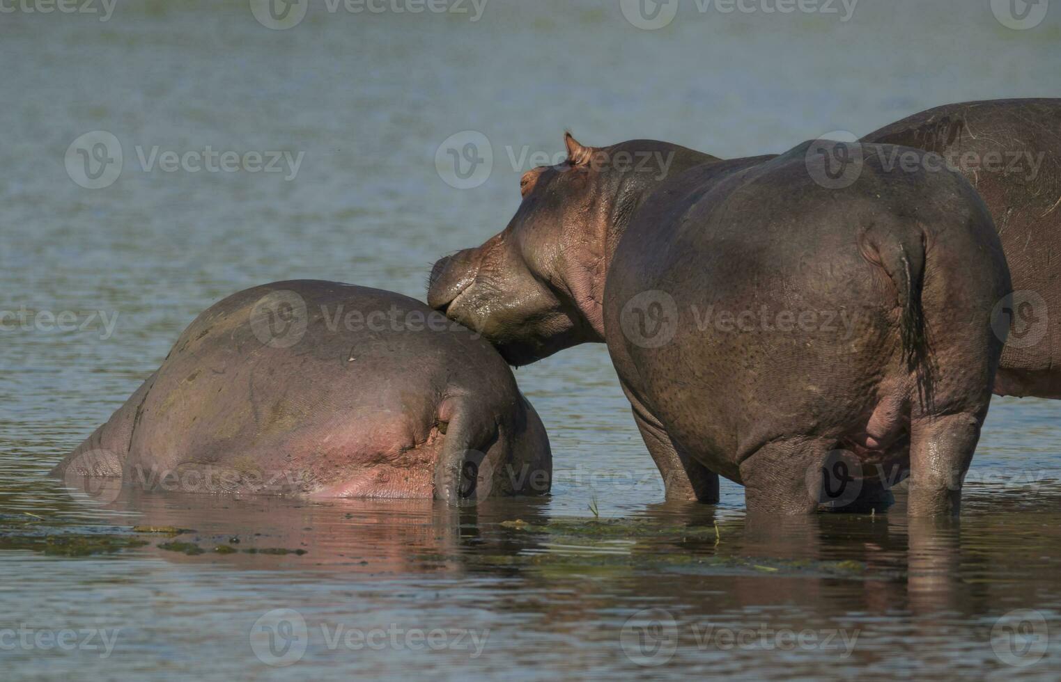 hippopotames dans l'eau photo