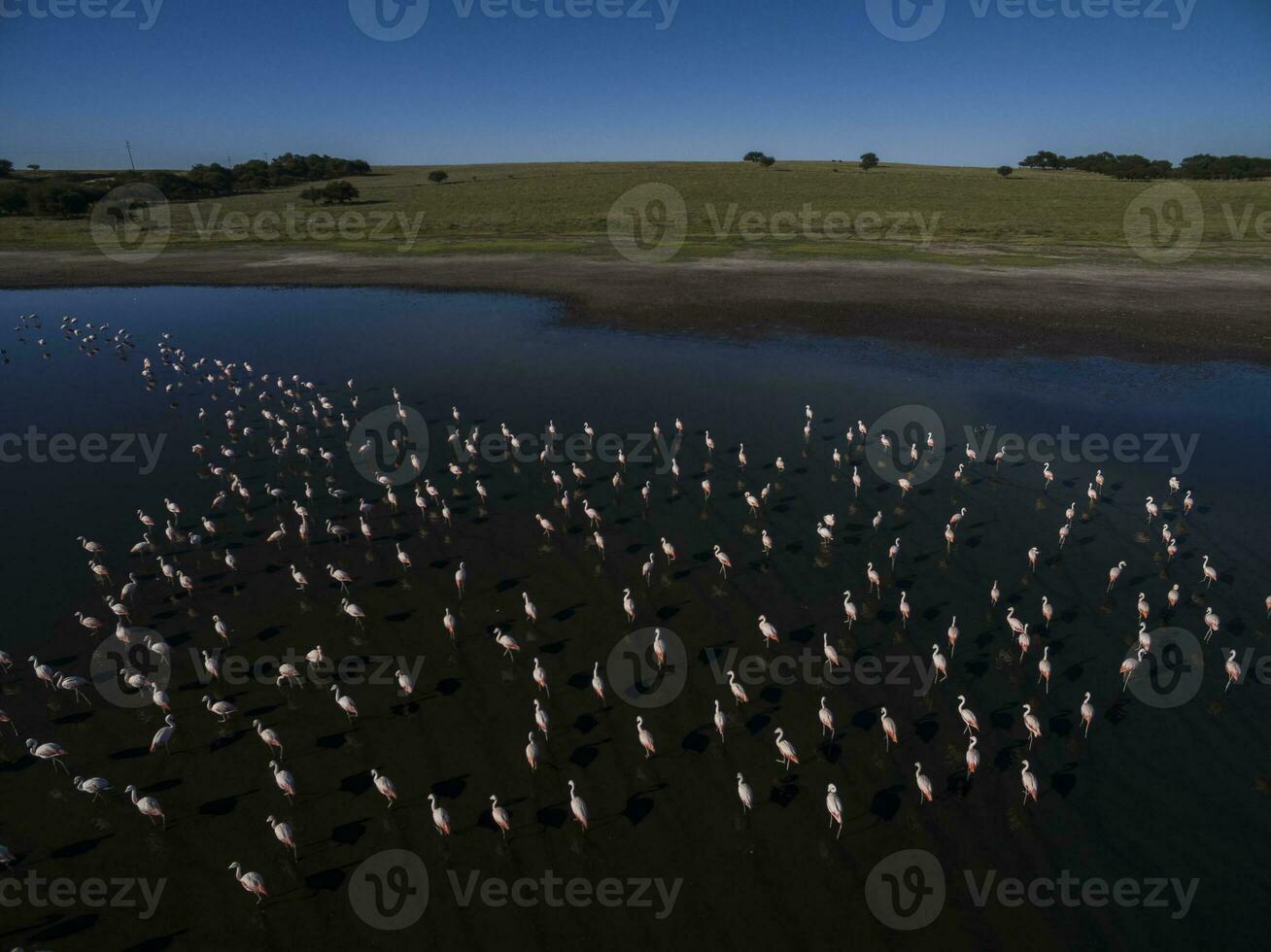 une troupeau de flamants roses dans une Lac photo