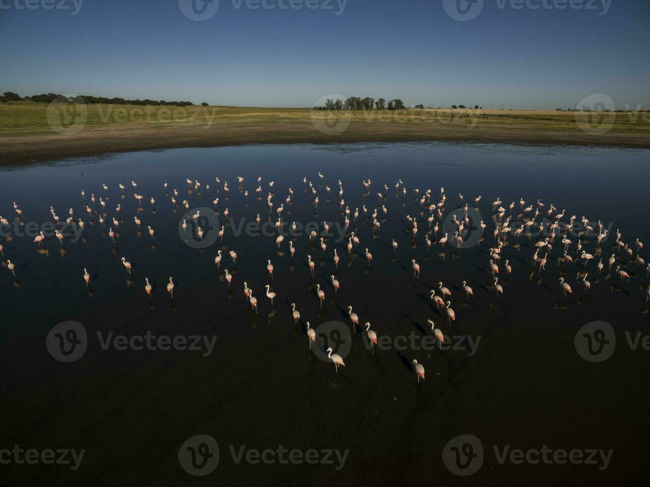 une troupeau de flamants roses dans une Lac photo