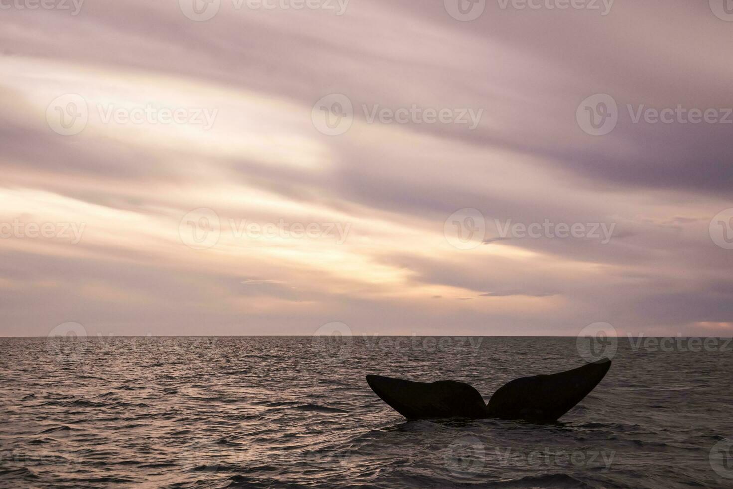 gros baleine dans le l'eau photo