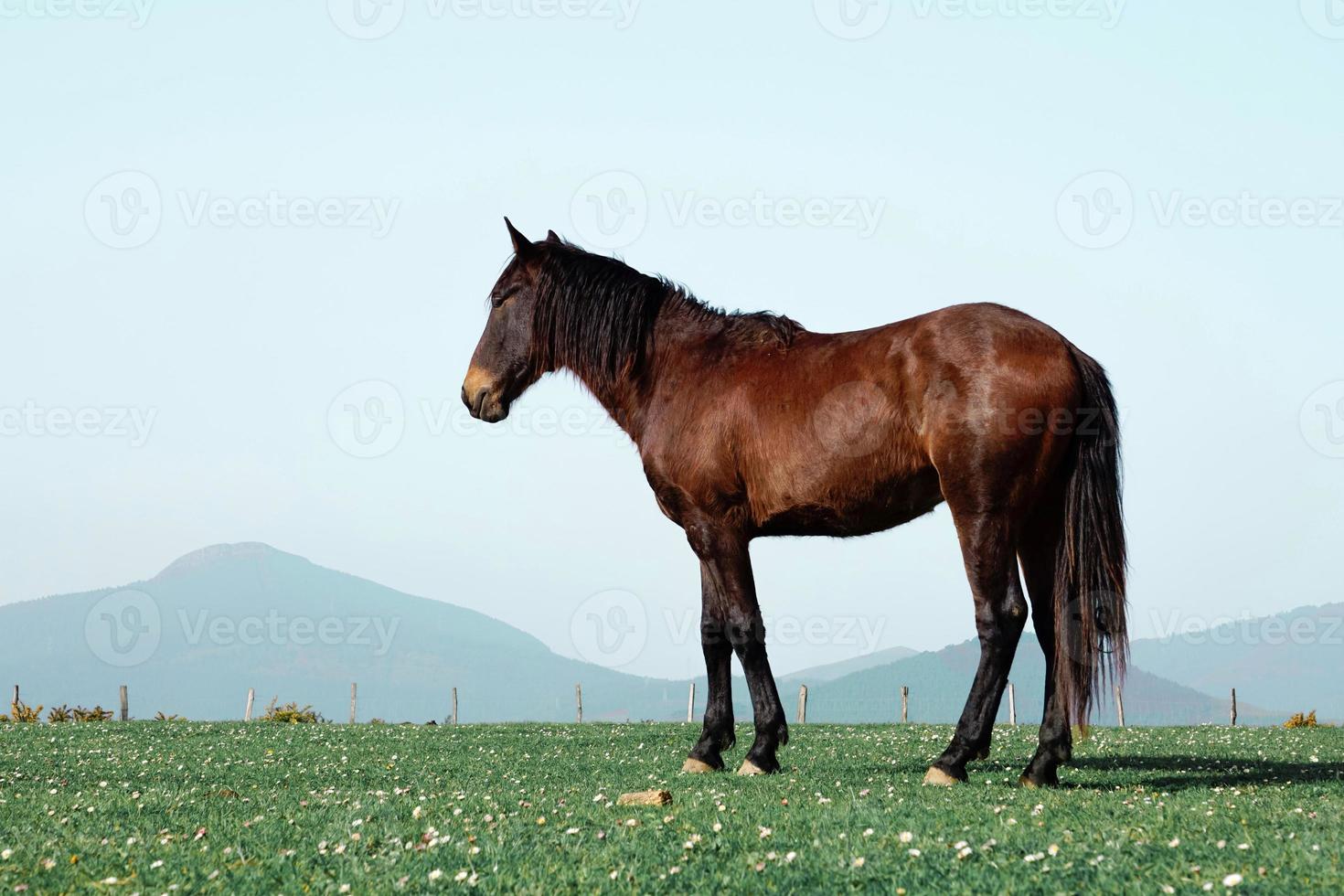 beau portrait de cheval brun dans le pré photo