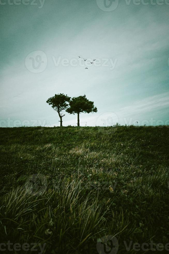 arbre dans le fond de paysage naturel photo