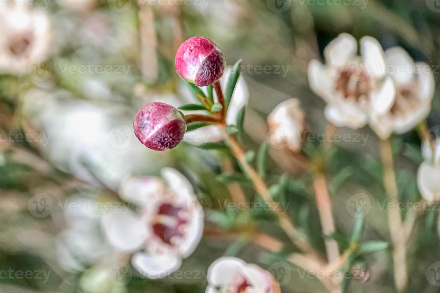 buisson fleuri d'erica avec de petites fleurs dans le jardin. printemps photo