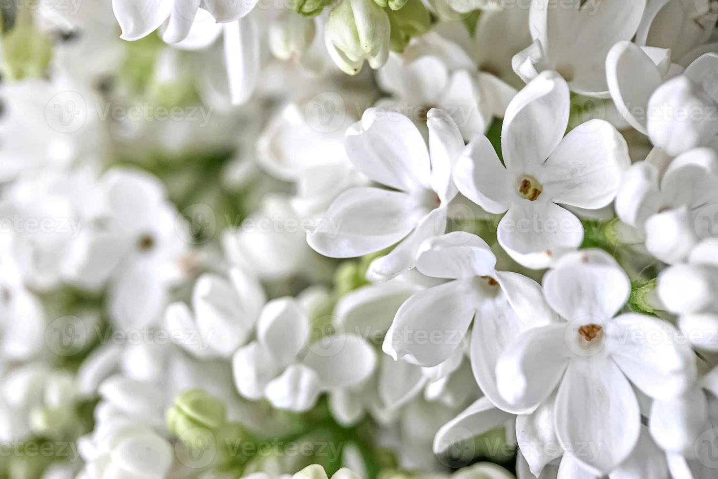 fond de branches fleuries de lilas blanc. printemps photo