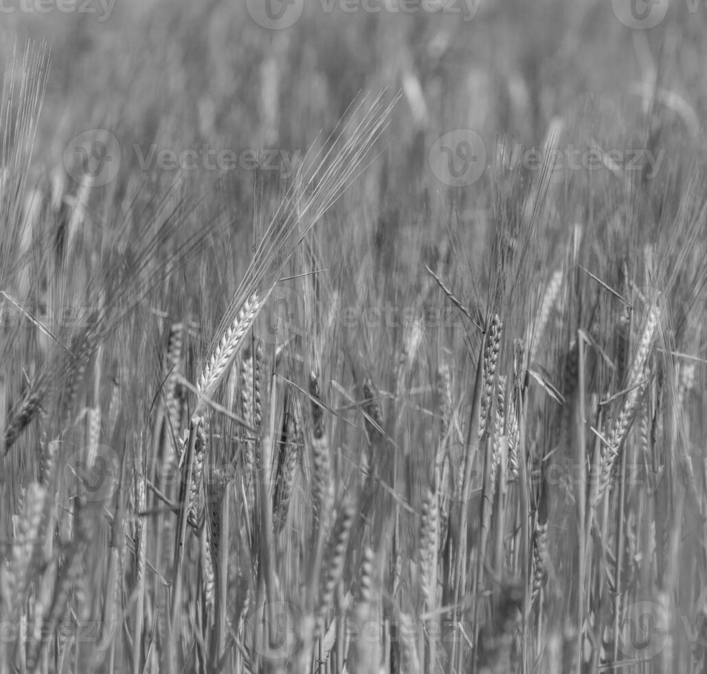 champ d'herbe de blé photo