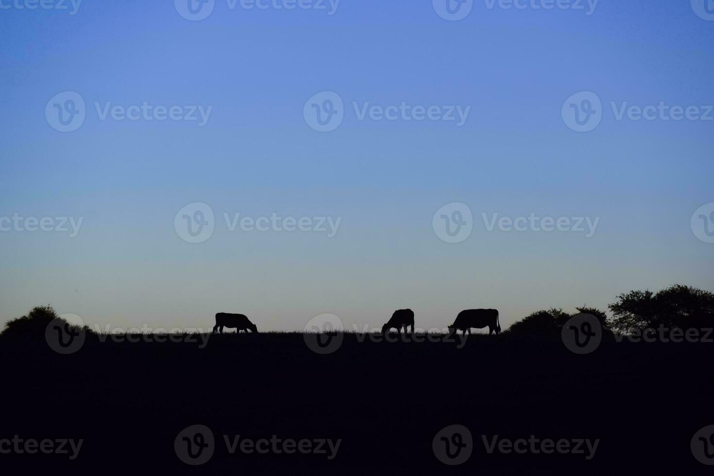 taureau reproduction dans le argentin campagne photo