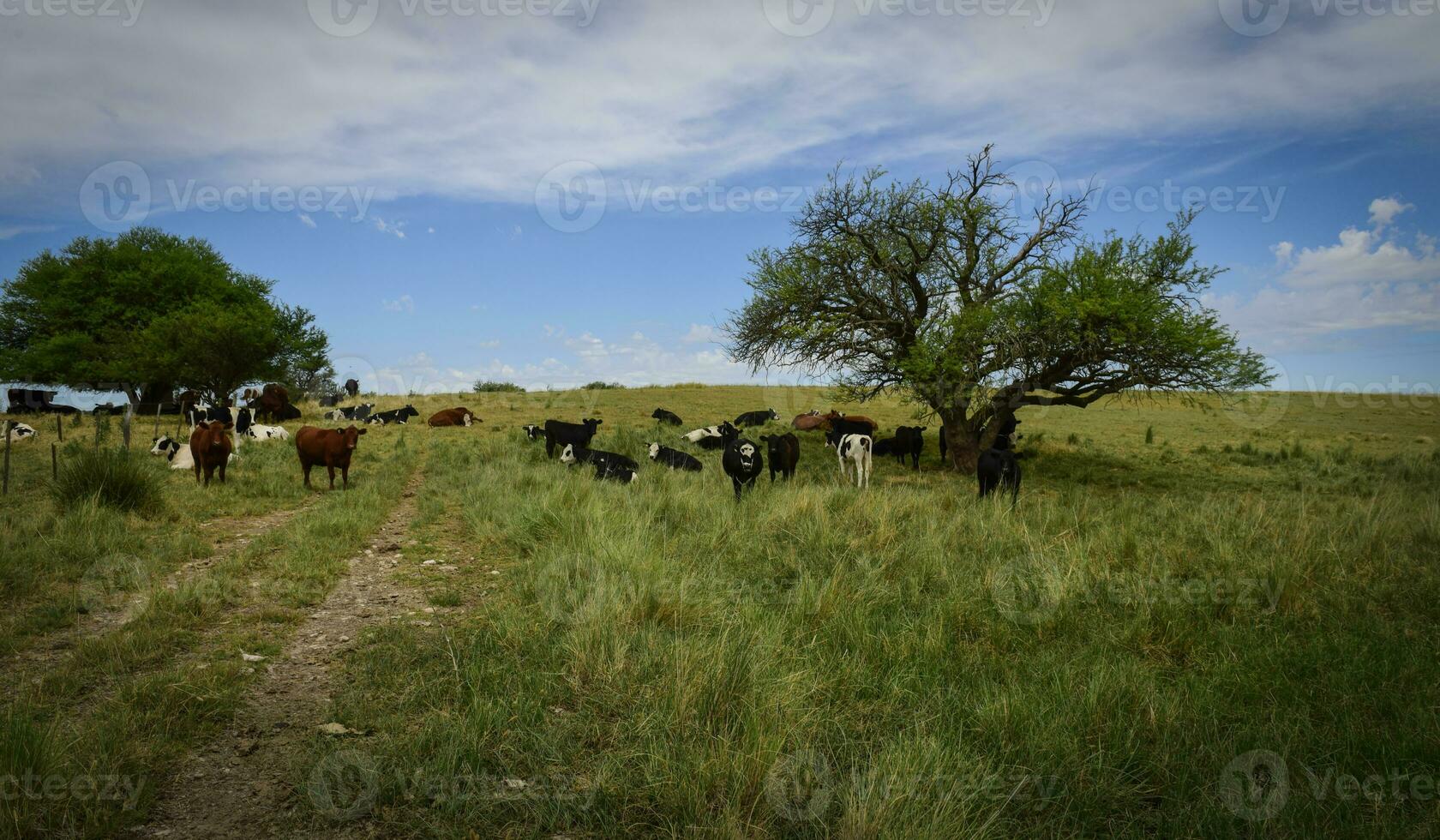 taureau reproduction dans le argentin campagne photo