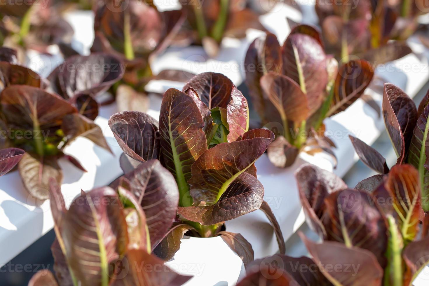 feuilles de laitue cos rouge salades légume ferme hydroponique photo