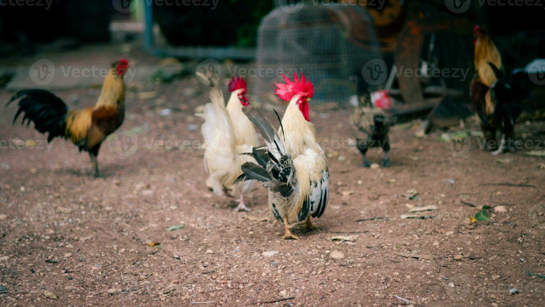 beaucoup poulets sont butiner sur le sol. photo