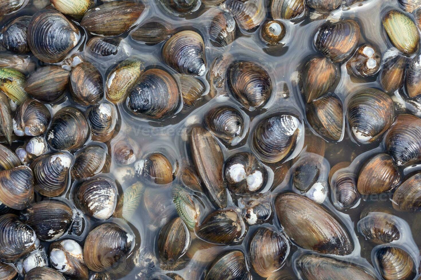 là sont beaucoup les types de eau fraiche moules dans Thaïlande. photo