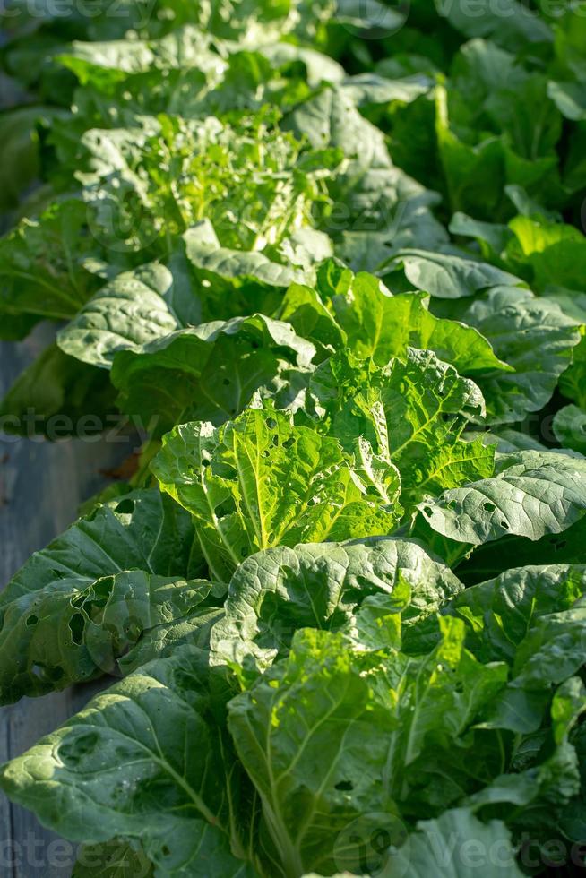 ferme de légumes frais hydroponiques photo