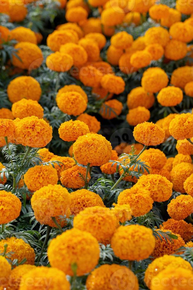 belles fleurs jaunes et oranges photo