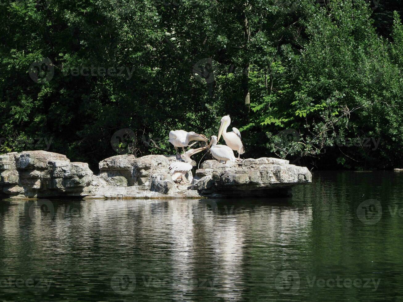 pélican scientifique. Nom pelecanus oiseau animal photo