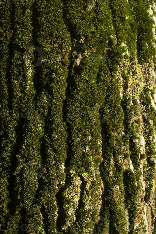 arbre aboyer. vert mousse sur arbre. bouleau dans les bois. photo