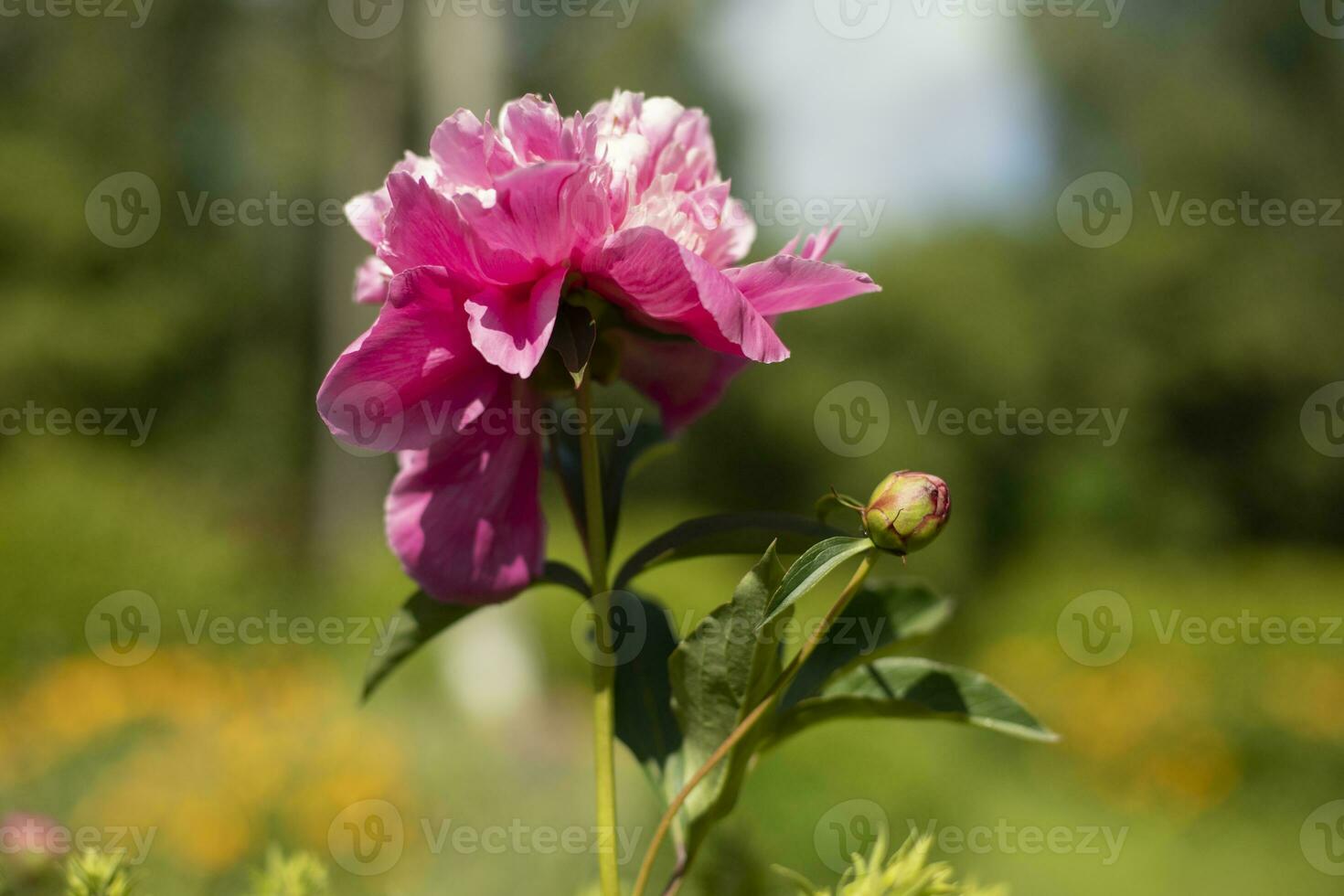 pivoine dans jardin. grand fleur. rose fleur dans jardin. photo