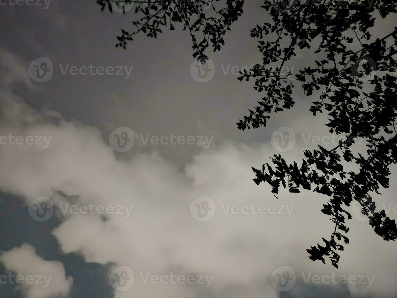 la nature avant nuit temps avec arbre photo