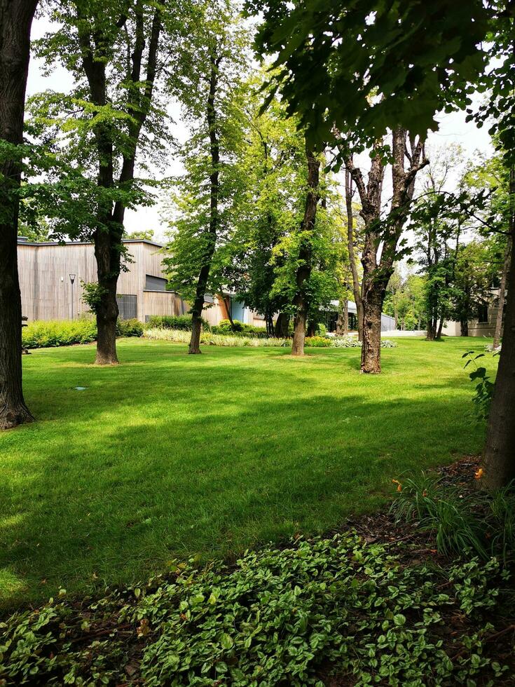 vert pelouse dans le parc avec des arbres et herbe sur le sol. photo