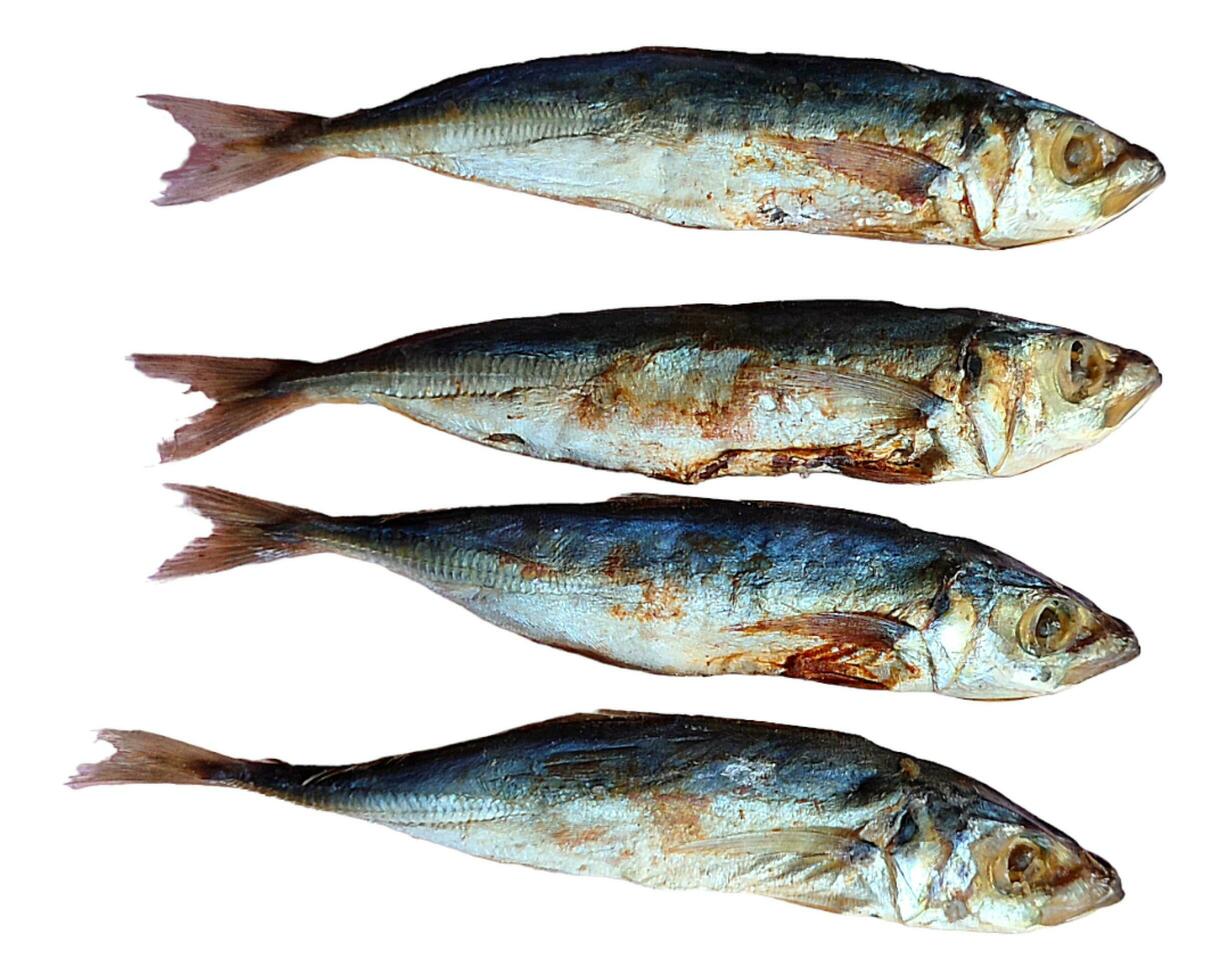 ces sont anchois et salé poisson, lequel avoir beaucoup avantages et nutritionnel contenu à rencontrer nourriture besoins. photo