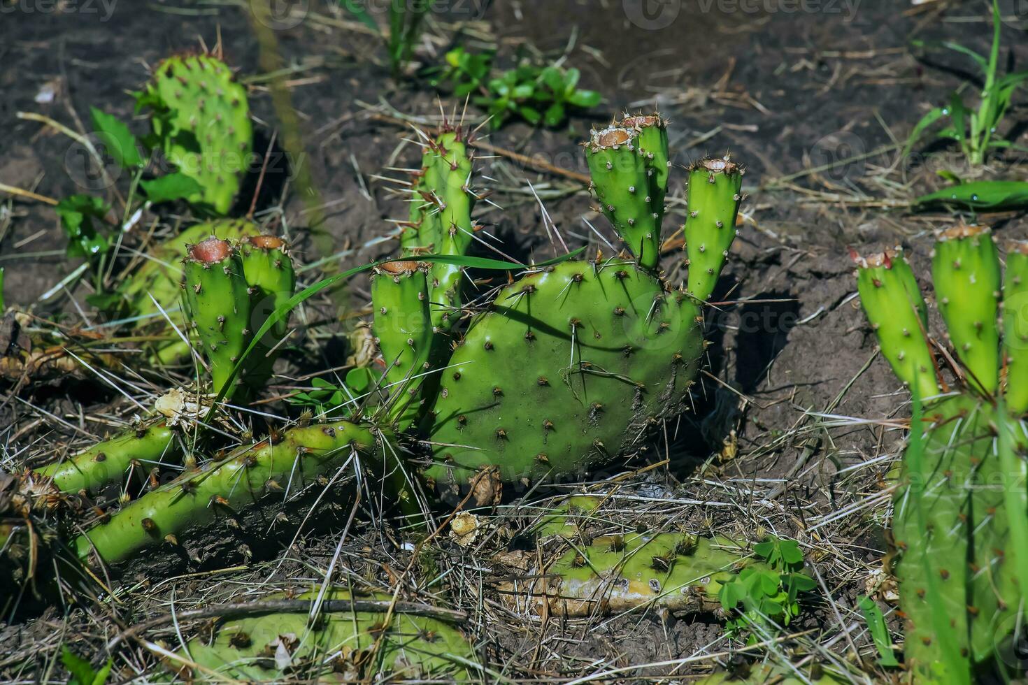 épineux poire cactus ou opuntia humifusa dans le jardin photo