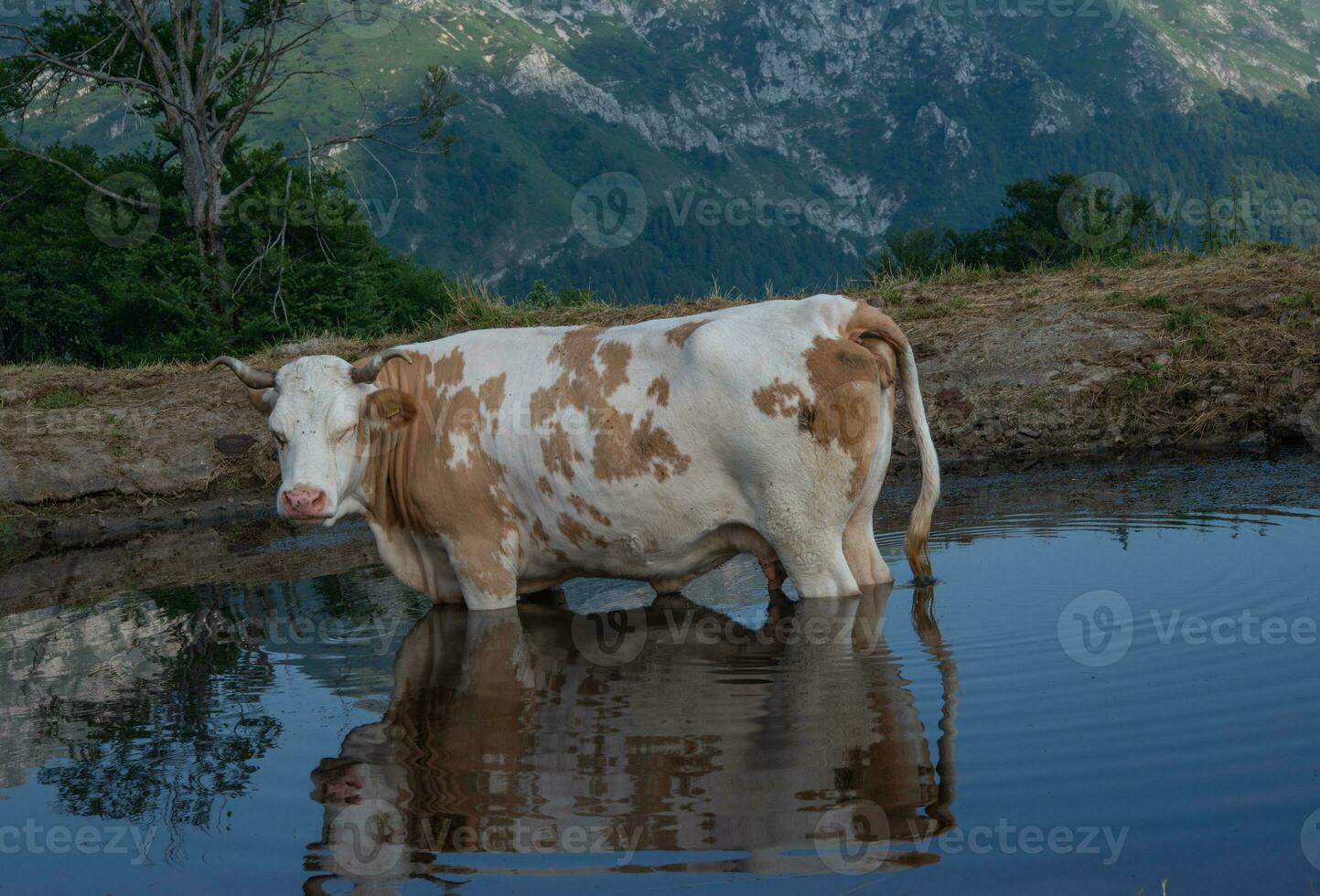 vache immergé dans le Lac photo