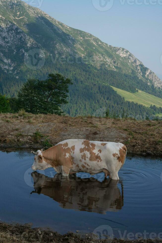 vache immergé dans le Lac photo