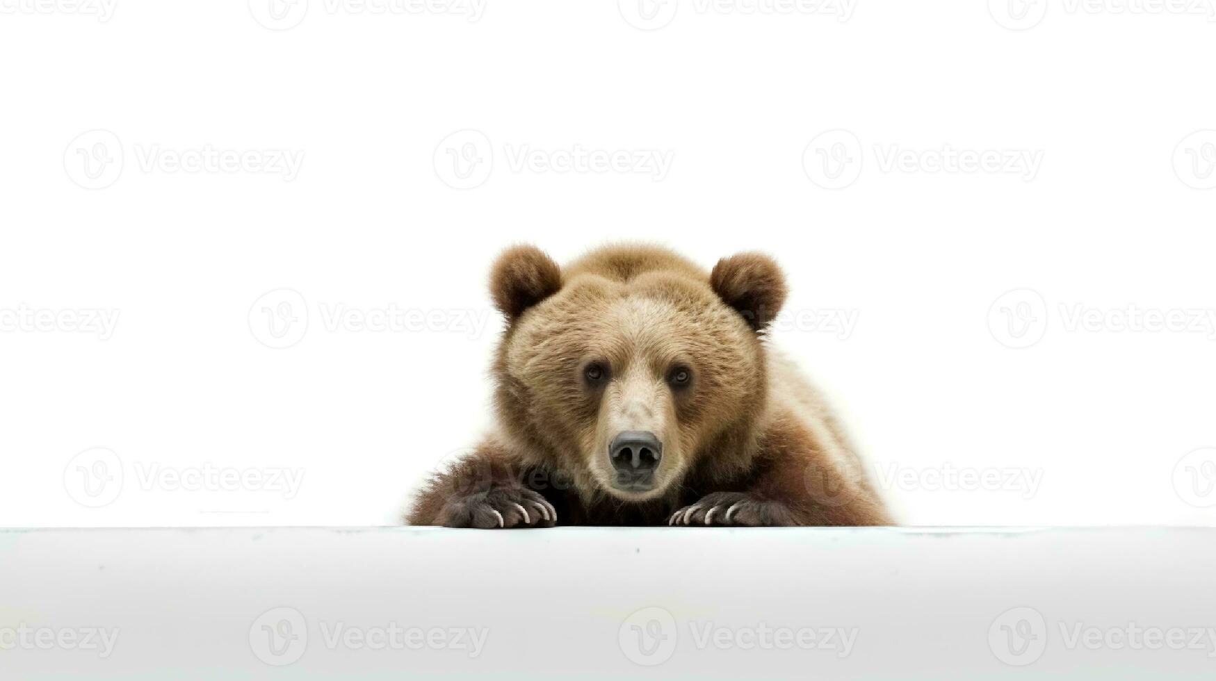 photo de une américain ours sur blanc Contexte. génératif ai