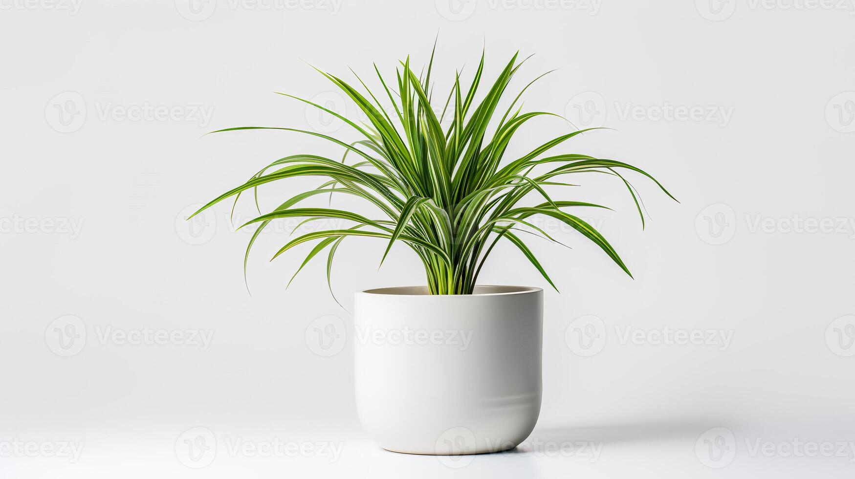 photo de araignée plante dans minimaliste pot comme plante d'appartement pour Accueil décoration. génératif ai