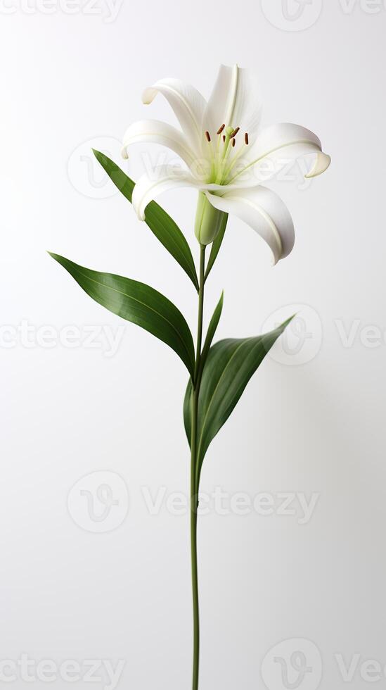 photo de un tige de lis fleur isolé sur blanc Contexte. génératif ai