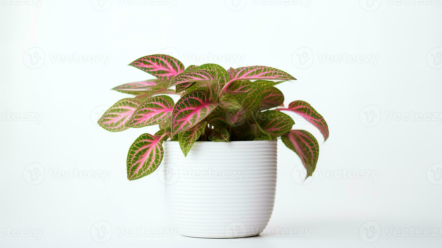 photo de fittonia dans minimaliste pot comme plante d'appartement pour Accueil décoration isolé sur blanc Contexte. génératif ai