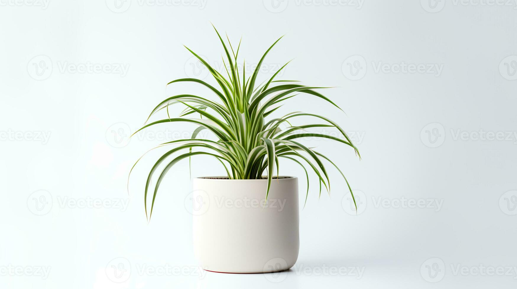 photo de araignée plante dans minimaliste pot comme plante d'appartement pour Accueil décoration isolé sur blanc Contexte. génératif ai