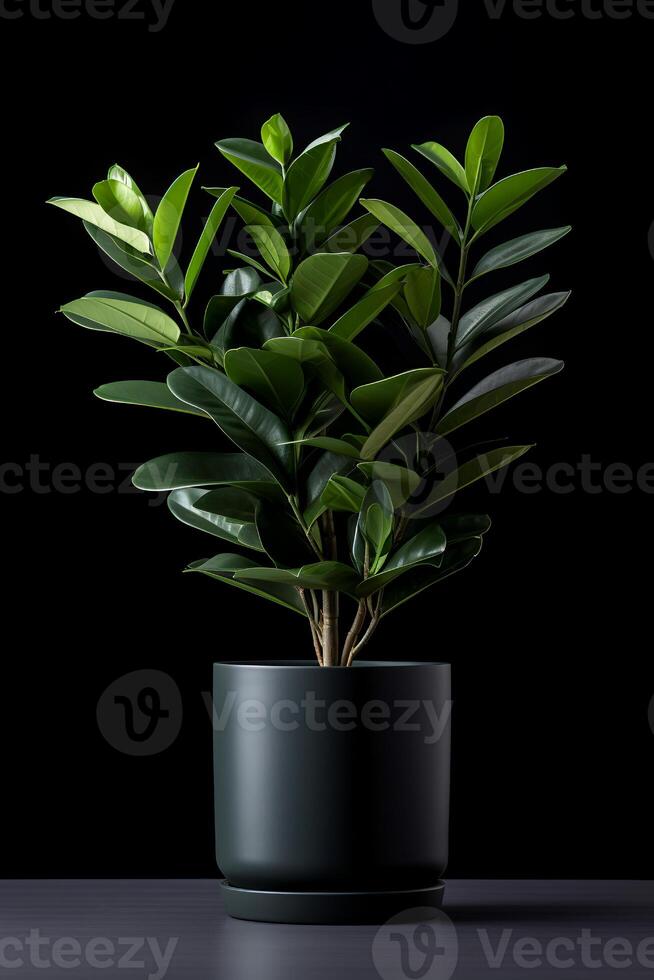 photo de zamioculcas zamiifolia dans minimaliste pot comme plante d'appartement pour Accueil décoration isolé sur blanc Contexte sur noir Contexte. génératif ai