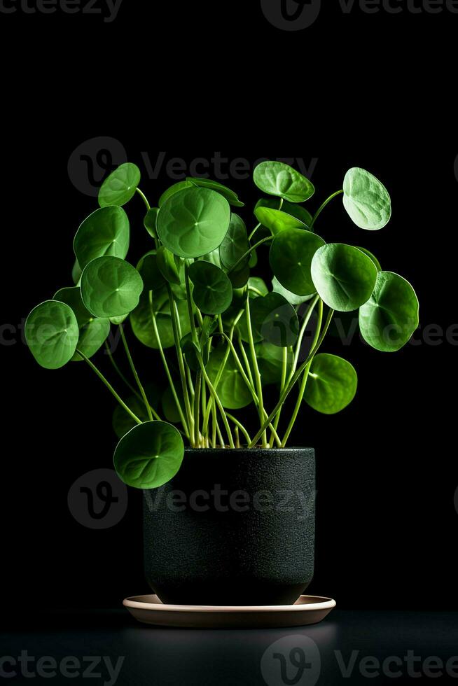 photo de pilea pépéromioïdes dans minimaliste pot comme plante d'appartement pour Accueil décoration isolé sur noir Contexte. génératif ai