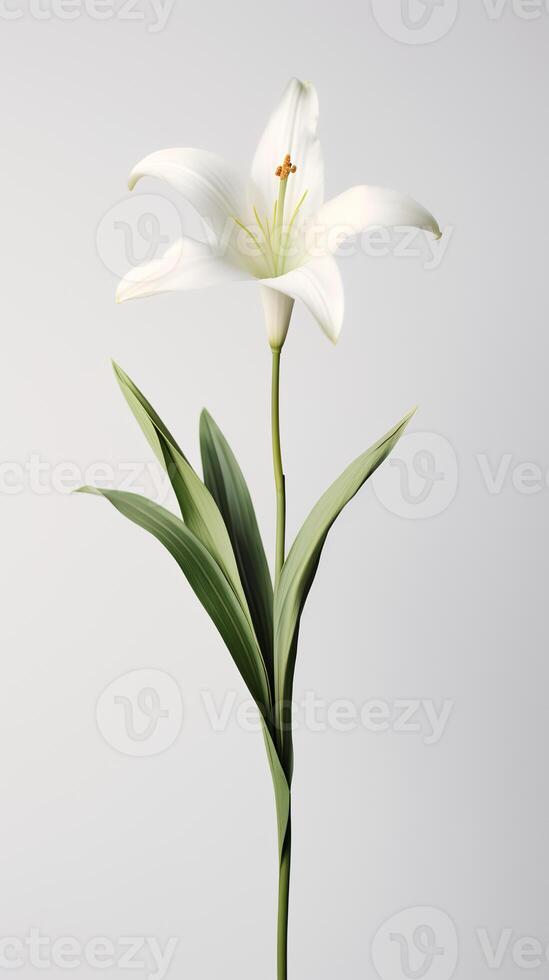 photo de un tige de lis fleur isolé sur blanc Contexte. génératif ai