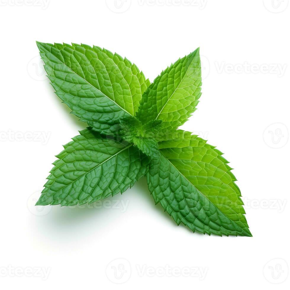 photo de menthe feuille isolé sur blanc Contexte