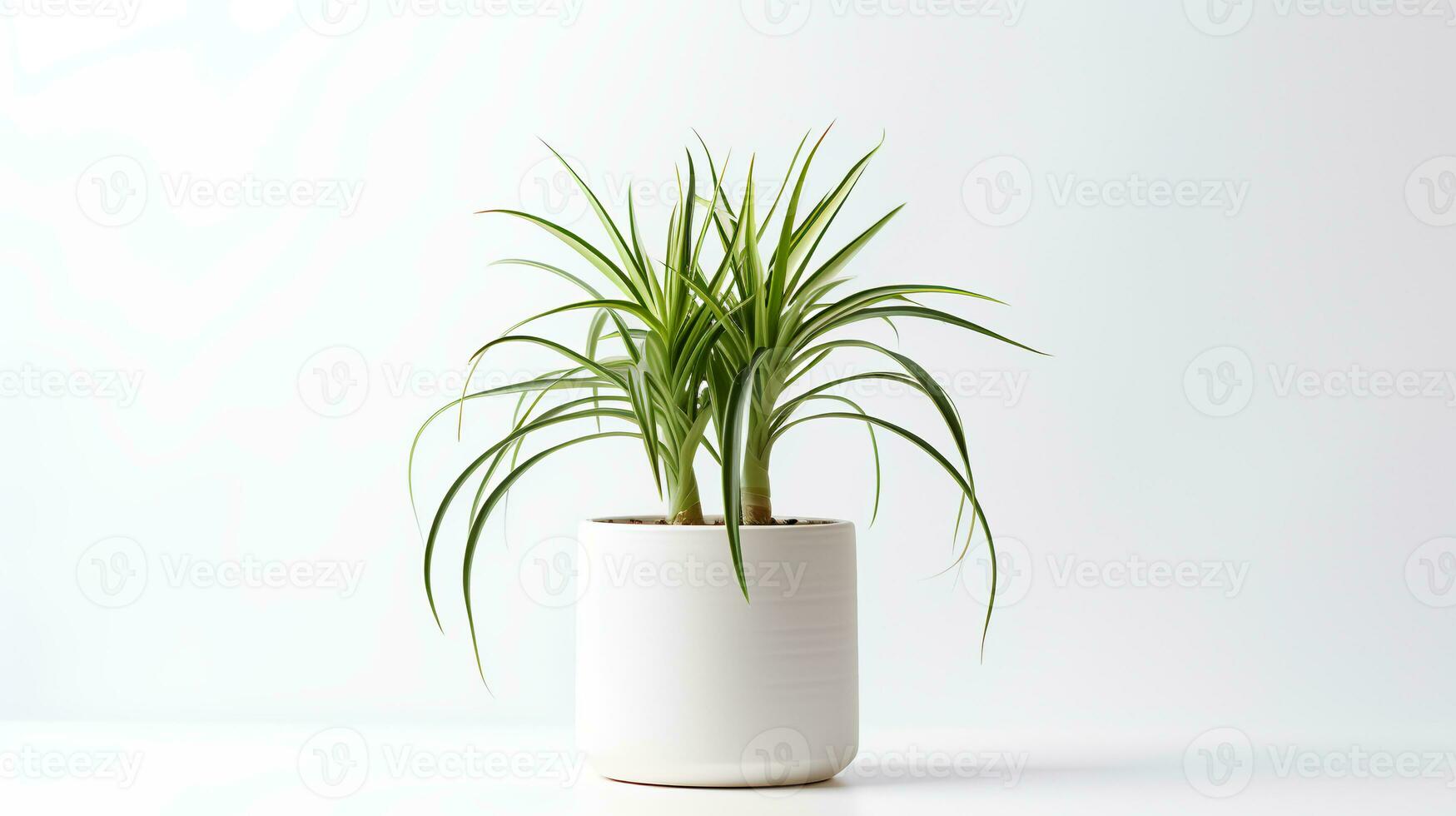 photo de araignée plante dans minimaliste pot comme plante d'appartement pour Accueil décoration. génératif ai